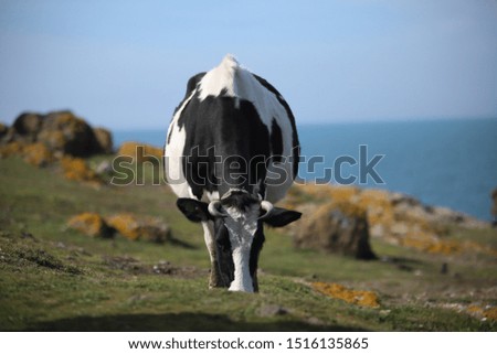 cow in the nature beef