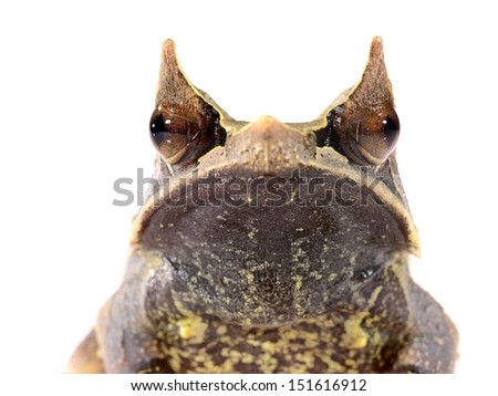 The long-nosed horned frog Megophrys nasuta isolated on white