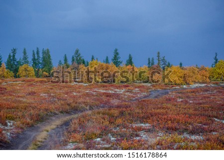 Scattered road in the forest-tundra. Autumn in the tundra. Autumn forest. The leaves of the grass and the trees turned yellow and turned red. Autumn scenery.