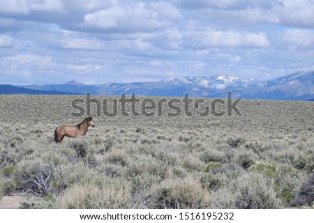 Wild horse, Sierra Nevada Mountains, Dobie Meadows Road, California.