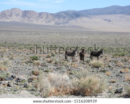 Wild burros, Mineral County, Marietta, Nevada. A trio of wild burros enjoy a beautiful day in the desert.