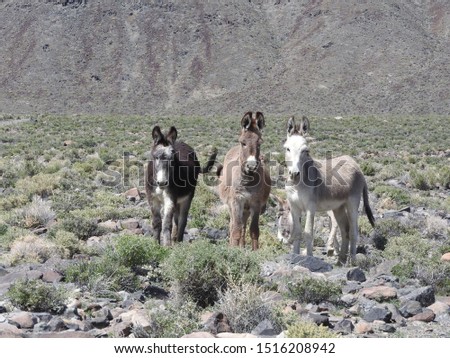 Wild burros living in Mineral County, Marietta, Nevada. 