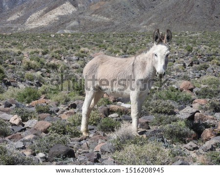Wild burro standing in the vast desert of Mineral County, Marietta, Nevada. 
