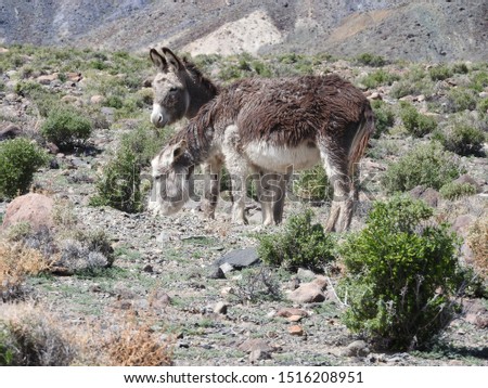 Wild burros roaming the desert in Mineral County, Marietta, Nevada. 