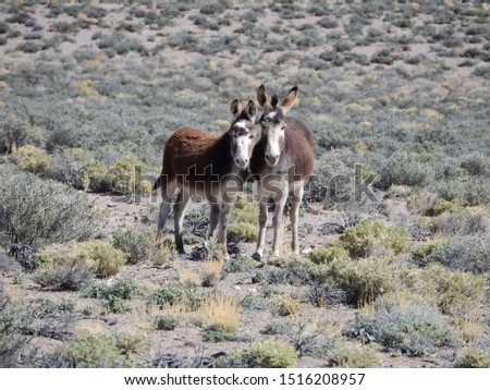 A mama wild burro and her babe enjoying a beautiful day in Mineral County, Marietta, Nevada. 