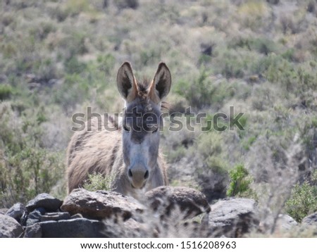Wild burros, Mineral County, Marietta, Nevada. 