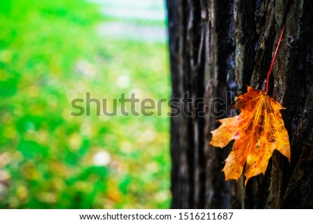 Close up an old tree bark with one yellow maple leaf and green grass on a background of autumn park.