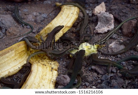 Closeup of the circle group of small hungry lizards feasting on the banana and apple leftovers from tourists. Picture taken from above angle, in its natural home, Sao Lourenco, Madeira.