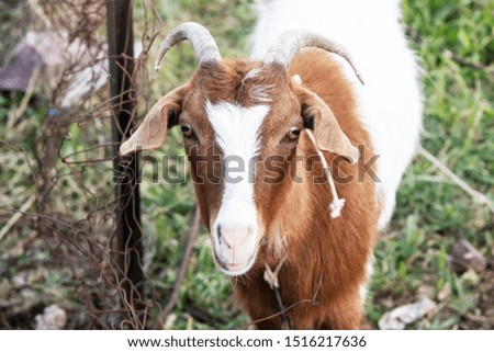 White goat with brown patterns. Yellowed on the grass