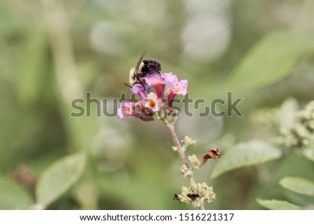bee on a fresh flower                   