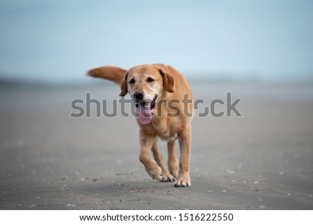 Blond Labrador running at the beach 