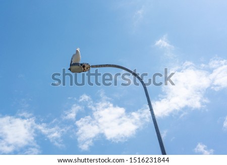 A pelican resting on a light pole against a clear blue sky