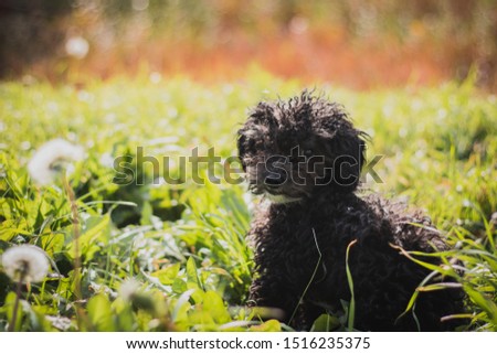 Funny toy poodle in grass