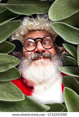 Happy Christmas Santa Claus on studio background. Caucasian male model in traditional holiday's costume. Concept of holidays, new year's, winter mood, gifts. Sales. Surrounded by leaves, looks happy.
