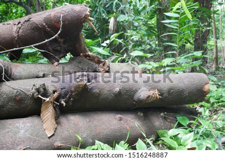 Wooden logs of pine woods lie on grass in the forest. Stacks of wooden logs.