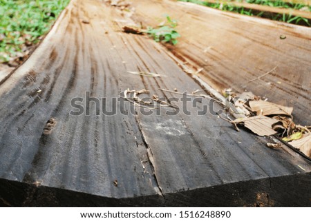 Wooden logs of pine woods lie on grass in the forest. Stacks of wooden logs.