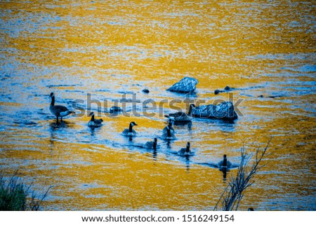 Numerous ducks swim and play on a golden Boise River.