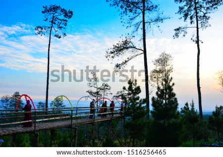 beautiful blue sky and sunset in a pine forest during the dry season