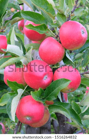 Red apples, Braeburn cultivar, Baden-Württemberg, Germany