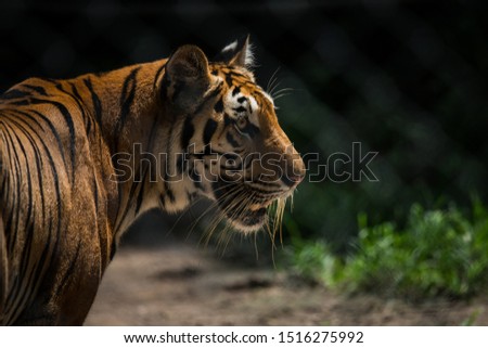 Close up Tiger, Panthera tigris
