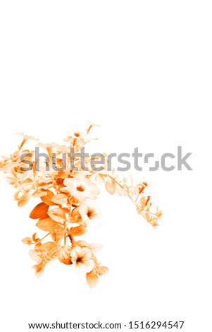 Picture of flowers from natural colors to sepia color
