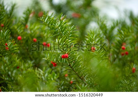 A small pine tree with a lovely red fruit