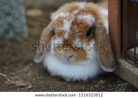 cute furry rabbit, Kobe Japan.