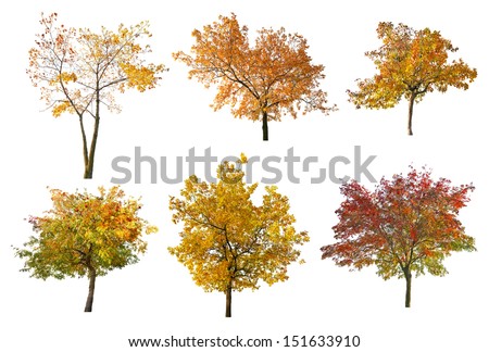 set of six golden fall trees isolated on white background Royalty-Free Stock Photo #151633910