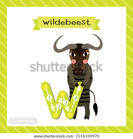 Letter W lowercase cute children colorful zoo and animals ABC alphabet tracing flashcard of Wildebeest standing on two legs for kids learning English vocabulary and handwriting vector illustration.