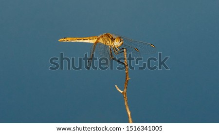 Female Red-veined darter Dragonfly Sympetrum fonscolombii