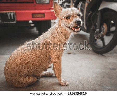 wild dog around parking area. car and motorcycle background. -image