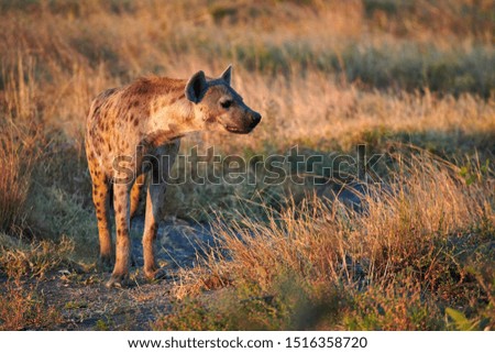 Huge spotted hyena (Crocuta crocuta) walks in search of food in the African savannah.