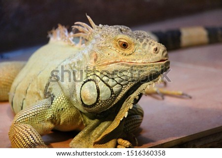 portrait of beautiful looking iguana