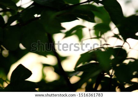 beautiful nature green bokeh sunshine abstract blurred background