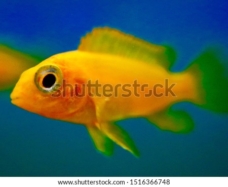Colourful fish in a fresh water aquarium displaying magical vivid colours 