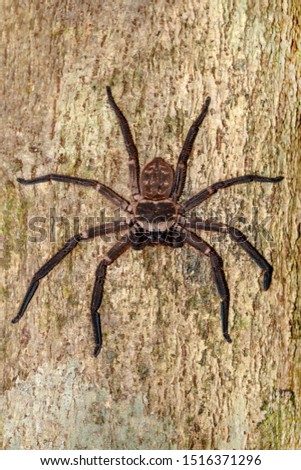 giant spider huntsman on tree trunk. Huntsman spider is members of the family Sparassidae formerly Heteropodidae. Masoala National park, Toamasina province, Madagascar wildlife and wilderness