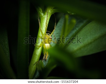 Green spider on a green leaf