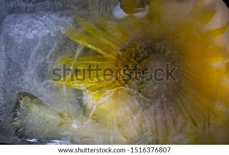 sunflower in ice on a black background