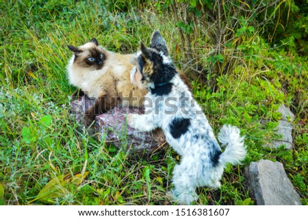 Balinese cat and dog are playing at the garden 