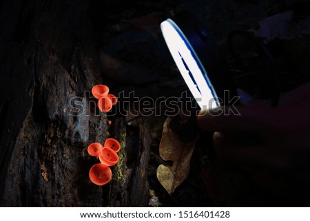 Taking close-up pictures of mushrooms using a flashlight.