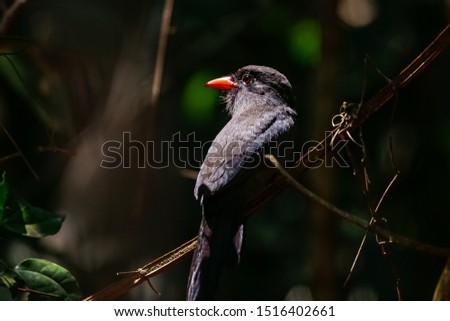 Single Puffbird perching on a tiny tree branch with its face and red beak in sunlight against dark background, Amazonian rainforest,  Mato Grosso, Brazil