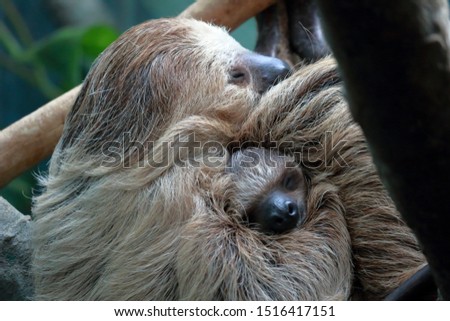 Sloth mother cuddling a baby