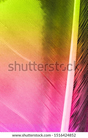 background of colorful bird feather. macro photography