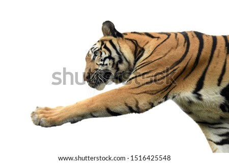India Bengal Tiger paw action isolated on white backgrounds 