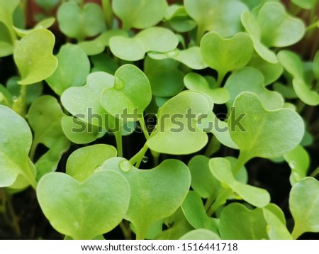 Early microgreen of a kale seedling, emerging from compost soil, in a vegetable garden. Growing the leafy vegetable from seed, which has just germinated.

 Royalty-Free Stock Photo #1516441718