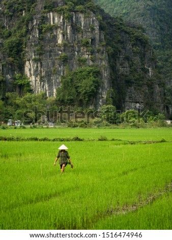 Female rice farmer with traditional conical hat in vibrant green wet rice field with karst hills in background, Tam Coc, Ninh Binh, Vietnam