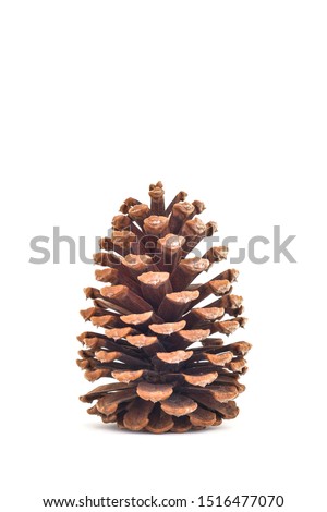 pine cone isolated on white background for christmas decorative.
