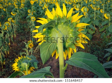 Behind sunflower.