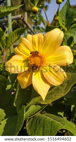 TWO BEE'S COLLECTING HONEY FROM SUNFLOWER