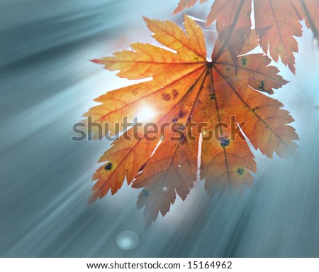 Autumnal leaf of maple and sunlight